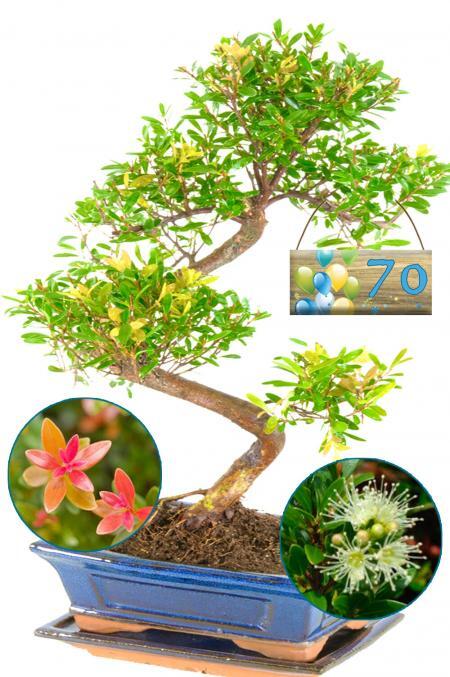 Milestone Birthday Indoor Flowering & Fruiting Twisty Evergreen Roseapple for Beginners