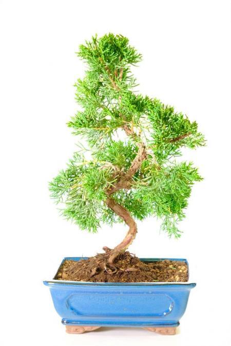 Elegant, Twisty Chinese Juniper Bonsai Tree | Juniperus chinensis Evergreen Bonsai Classic