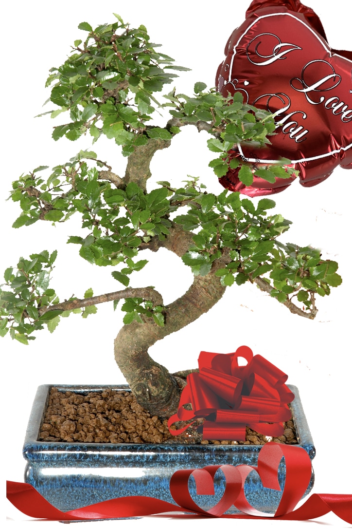Serpentine Valentine's Day Chinese Elm Bonsai with Red Balloon