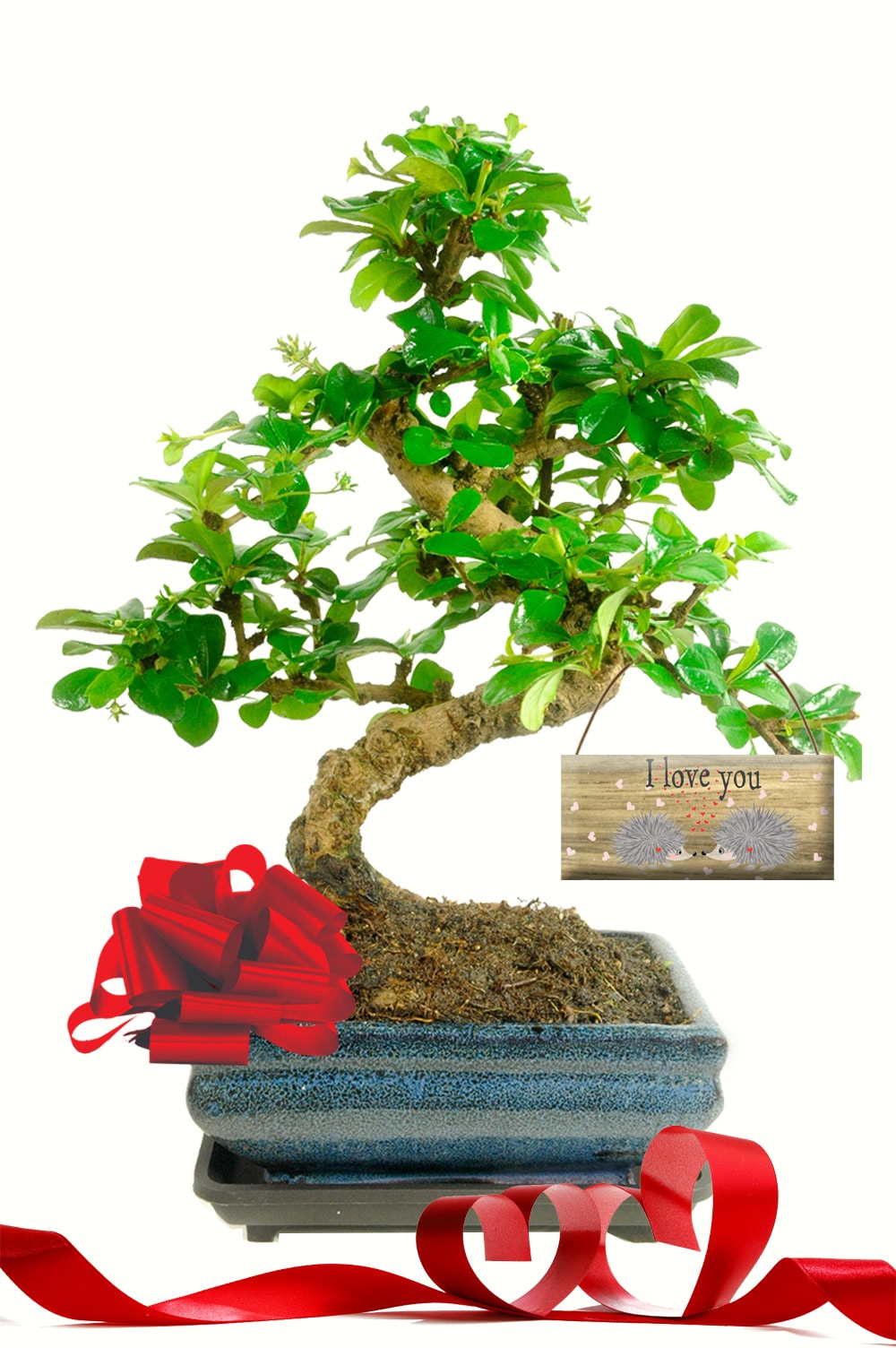 Wondrous flowering Valentines bonsai tree with I love you tag