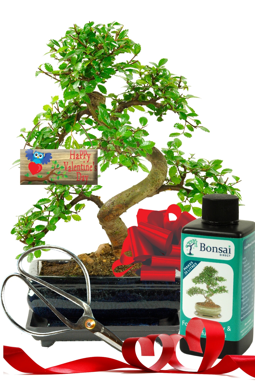 An exemplary Valentines bonsai starter kit with Happy Valentines Owl tag