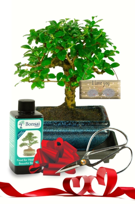 Inspired flowering cute I live you bonsai tree gift