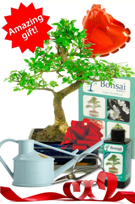 Comprehensive Valentine's Day Chinese Elm Bonsai Kit