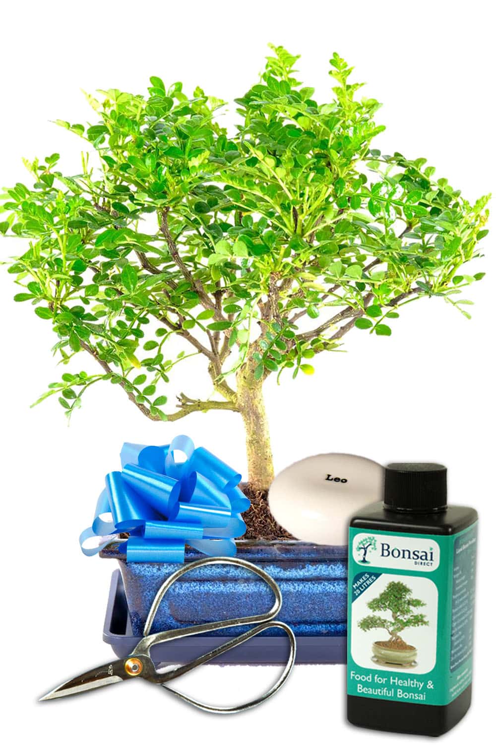 Aromatic Pepper Zodiac / Star sign bonsai gift for sale UK