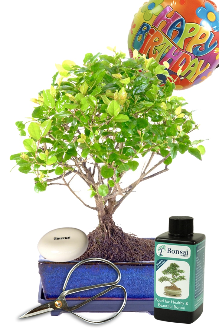 Woodland-Style Chinese Sweet Plum star sign / zodiac birthday bonsai gift UK