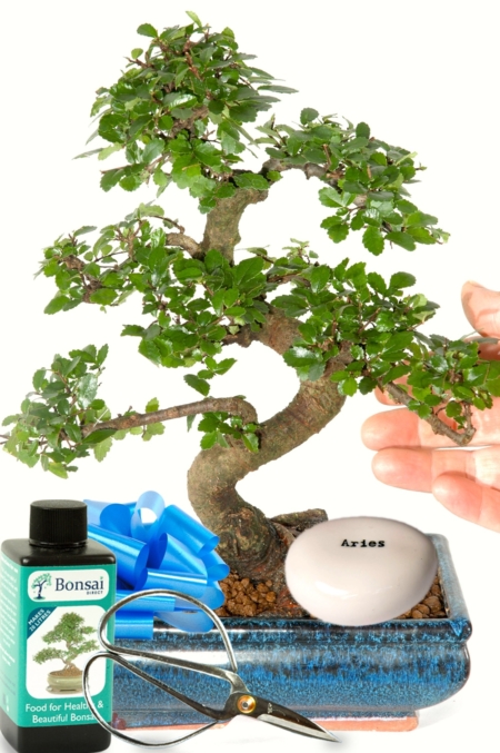 Larger character indoor bonsai starter kit with star sign pebble