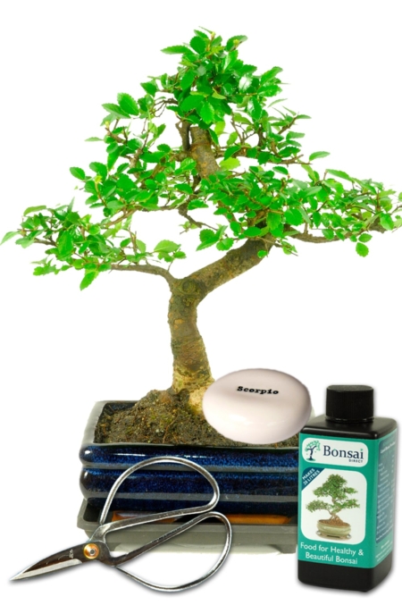 Beginners Bonsai Favourite Zodiac star-sign gift