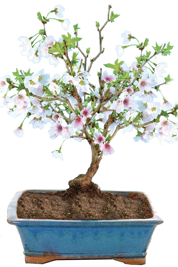 Cherry blossom bonsai in turquoise glazed pot
