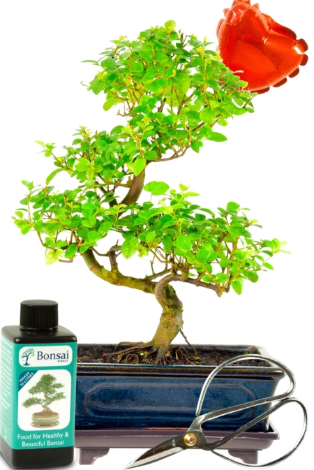 A wonderful fruiting sweet plum mid sized indoor bonsai gift set