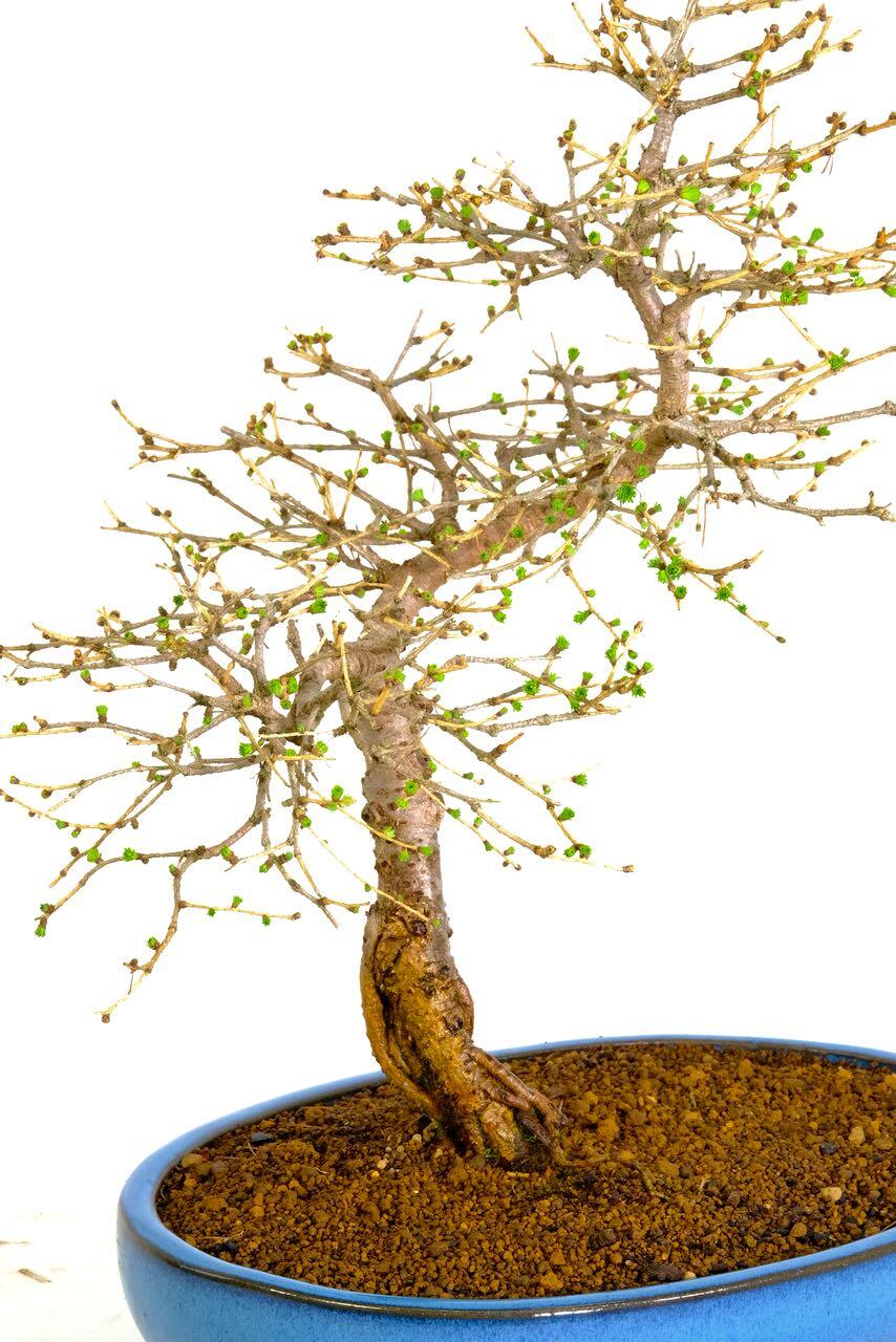 Phenomenal Larch Bonsai with Emerald-Green Rosettes in Sky Blue Pot