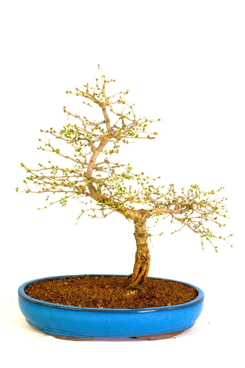 Phenomenal Larch Bonsai with Emerald-Green Rosettes in Sky Blue Pot