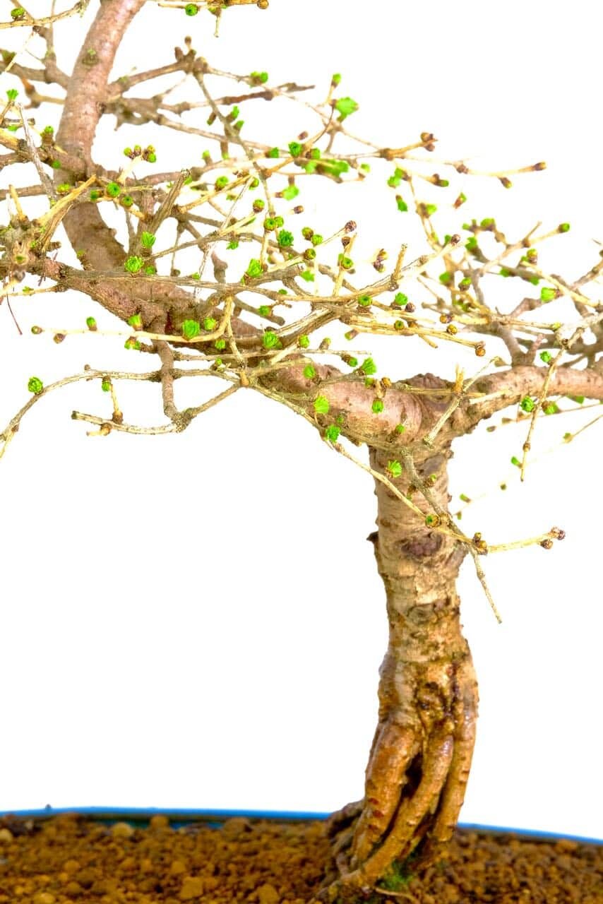 Phenomenal Larch Bonsai with Emerald-Green Rosettes in Sky Blue Pot