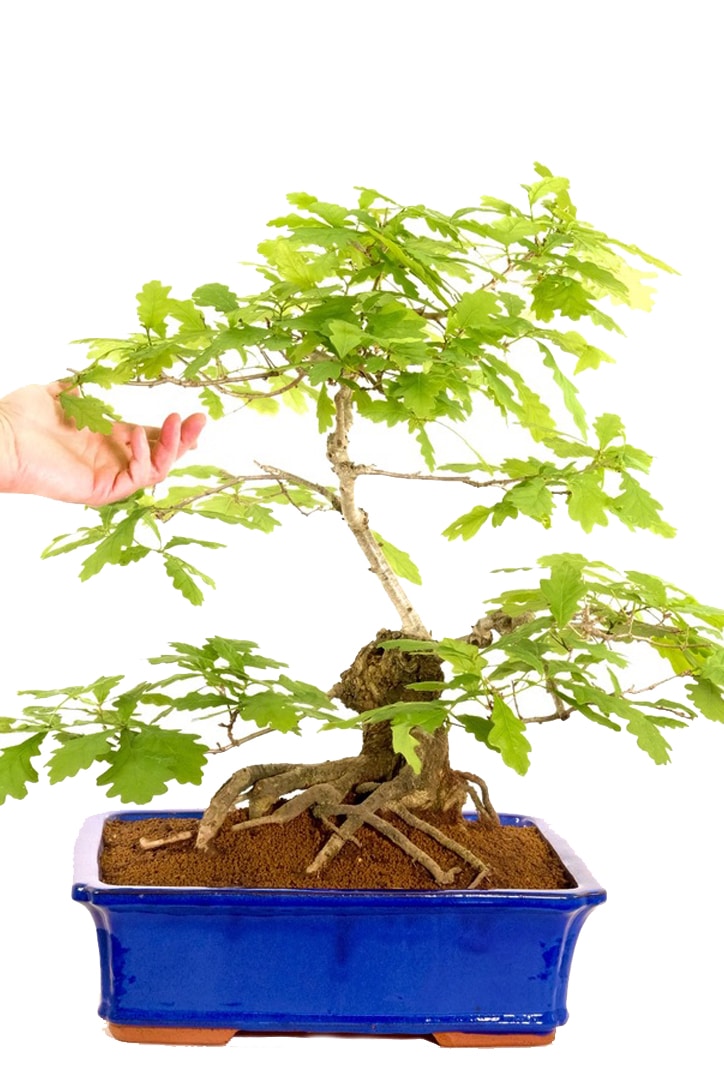 30 year old character oak tree