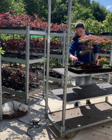 Outdoor Bonsai trees