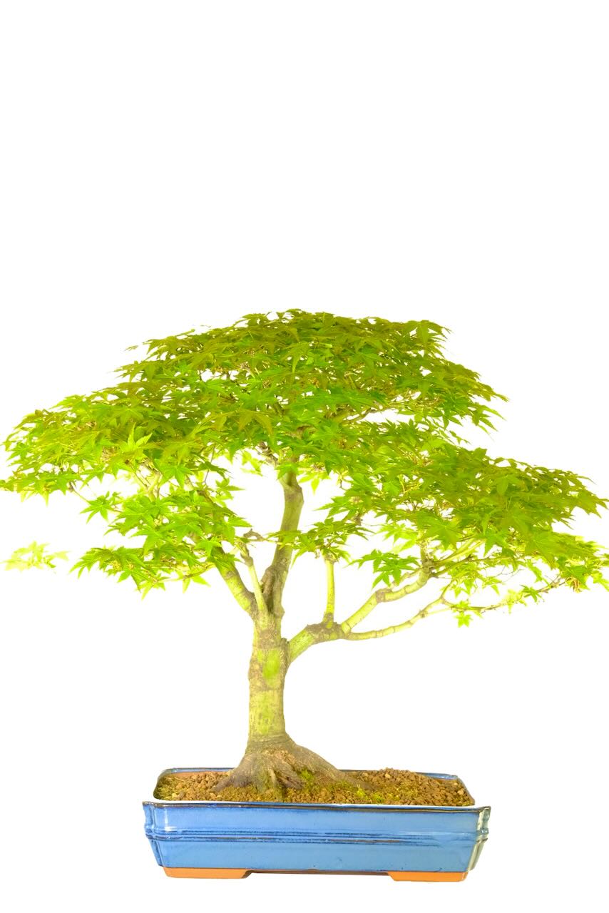 Acer palmatum bonsai specimen tree | Large & impressive
