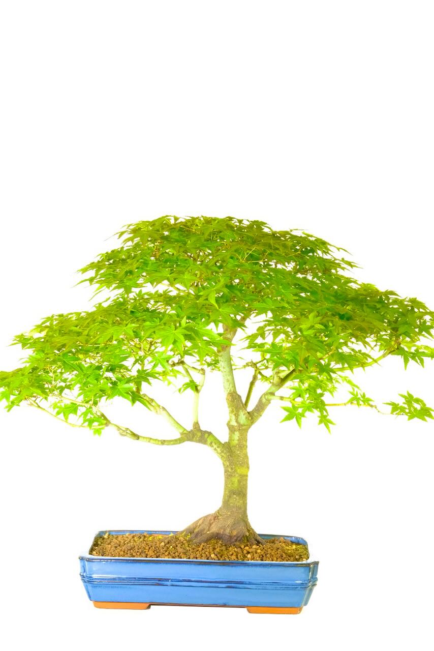Specimen hardy Acer bonsai tree for sale in blue pot | 27 years old