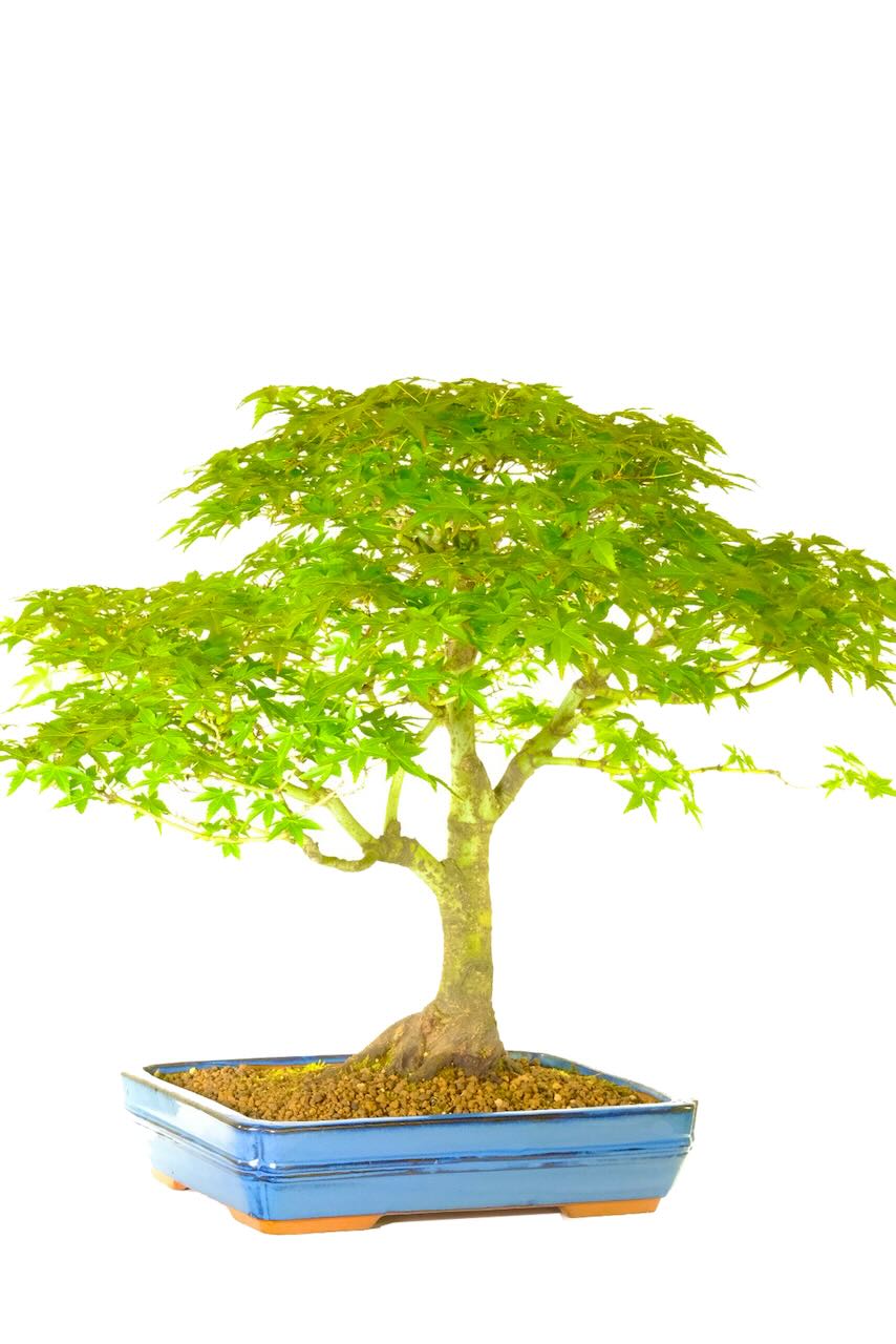 FREE delivery to this specimen bonsai for the garden