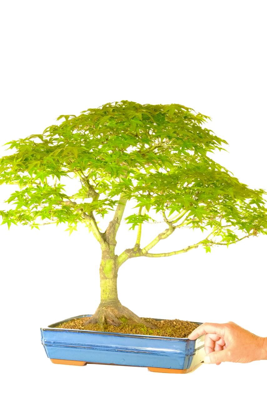 Very orefety leaves of the Maple bonsai tree | Lovely seasonal colour changes