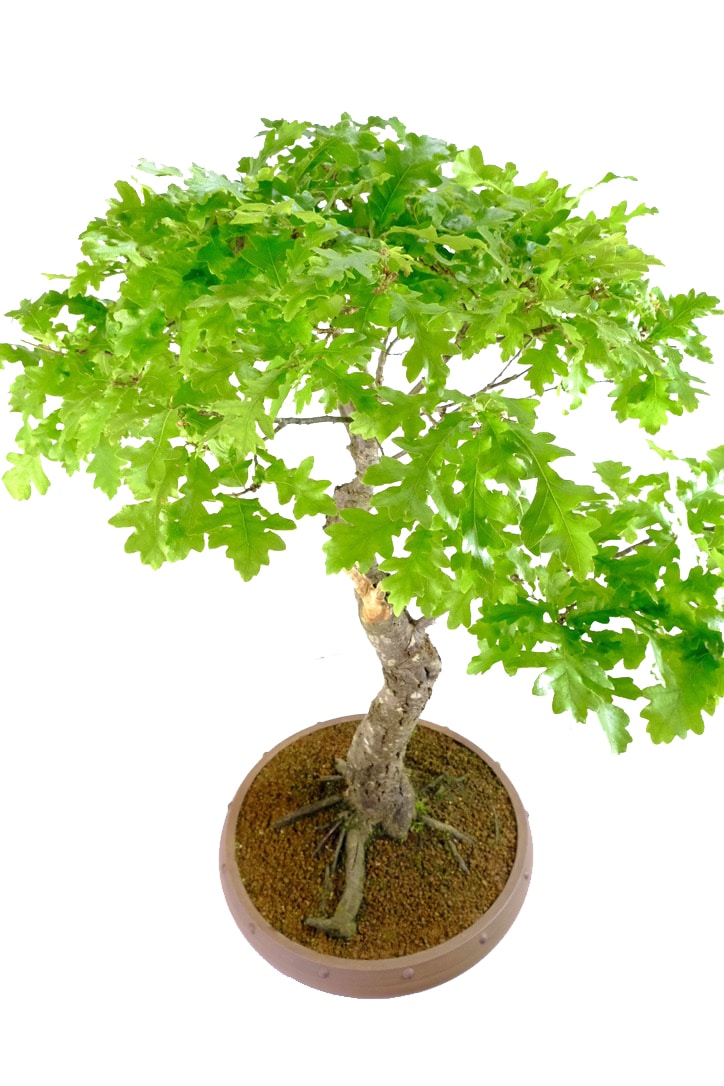 Showing root flare (nebari) and foliage