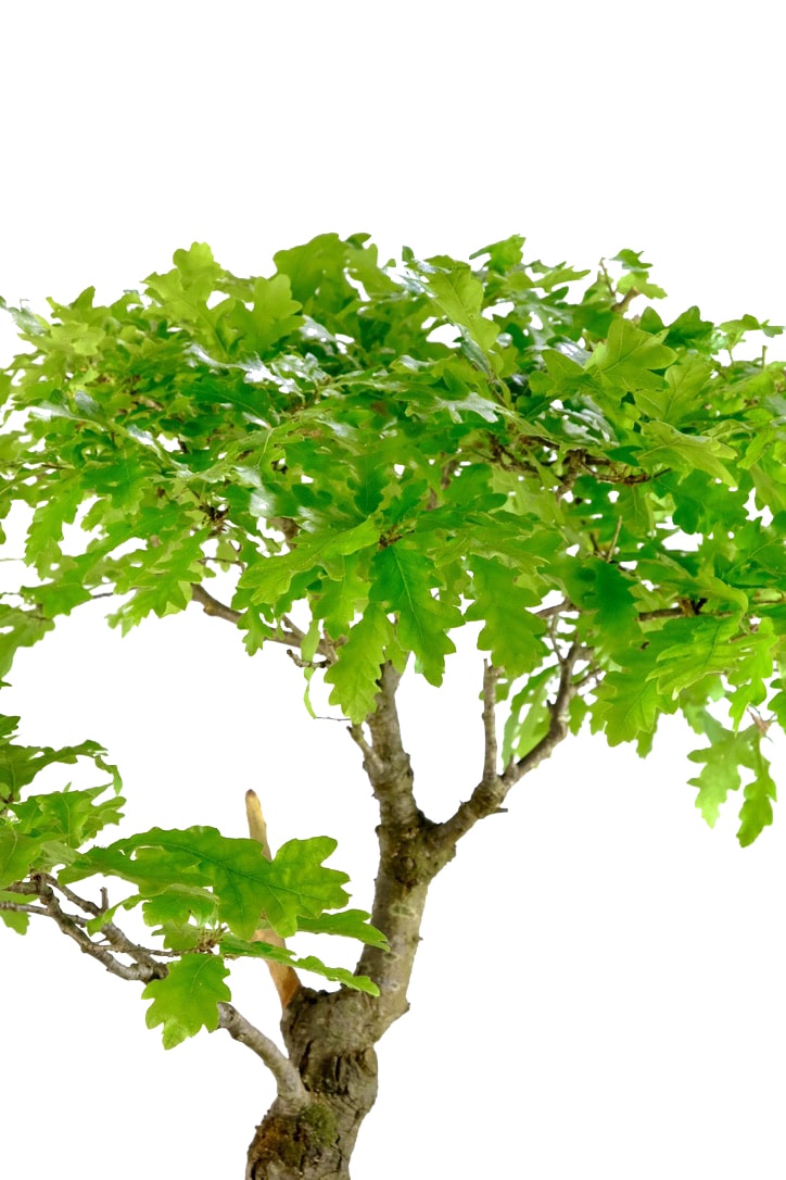 Beautiful lobed Oak shaped leaves