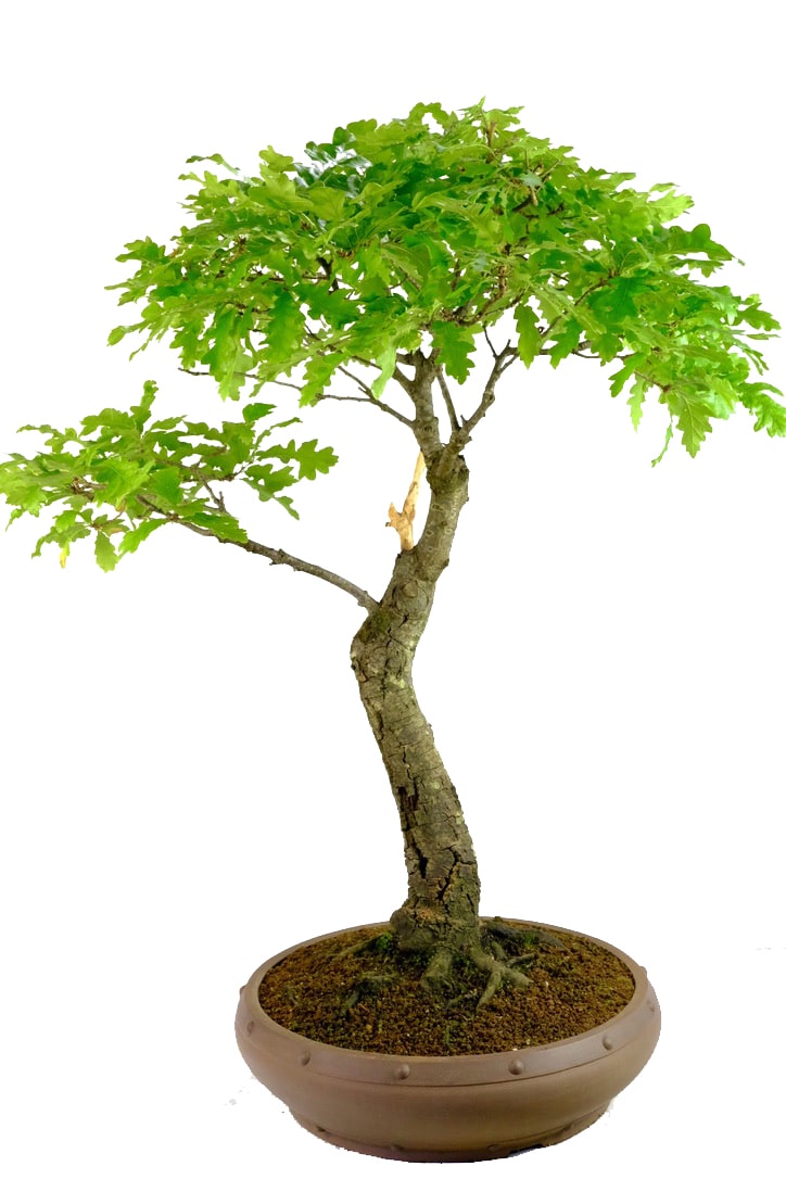 Most exemplary root flare with exceptional detail