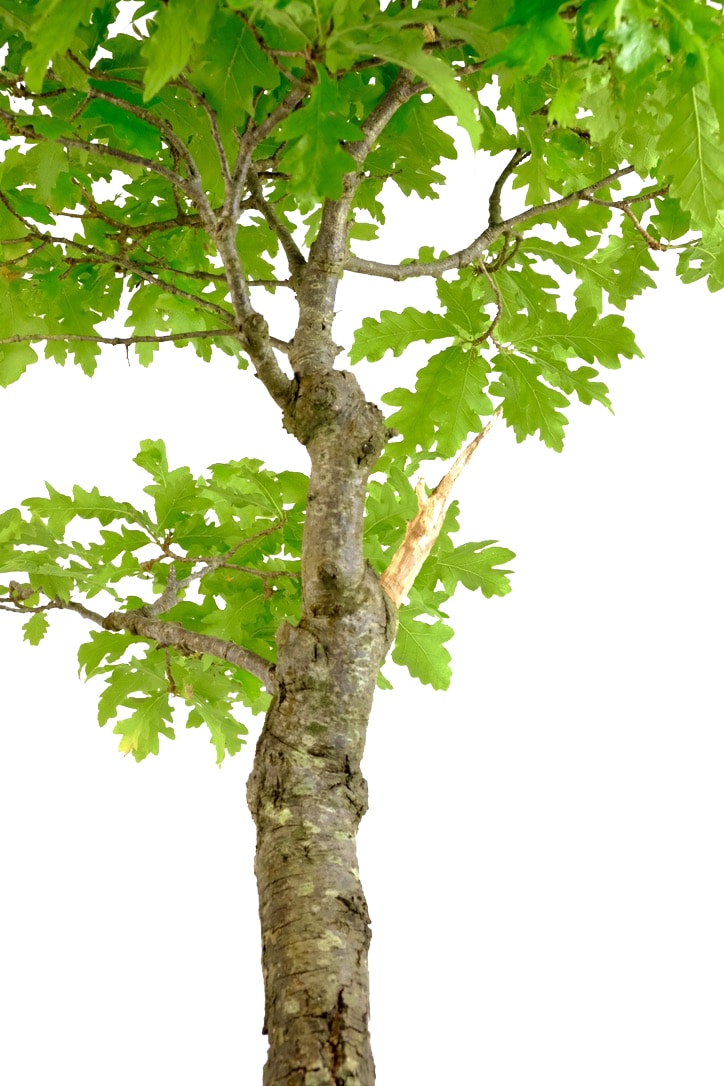 Close up of the feature Jin