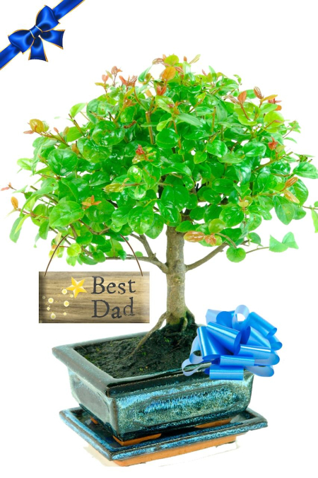 Delightful Father's Day Bonsai Tree Gift - Best Dad | Gifts for Plant Dads