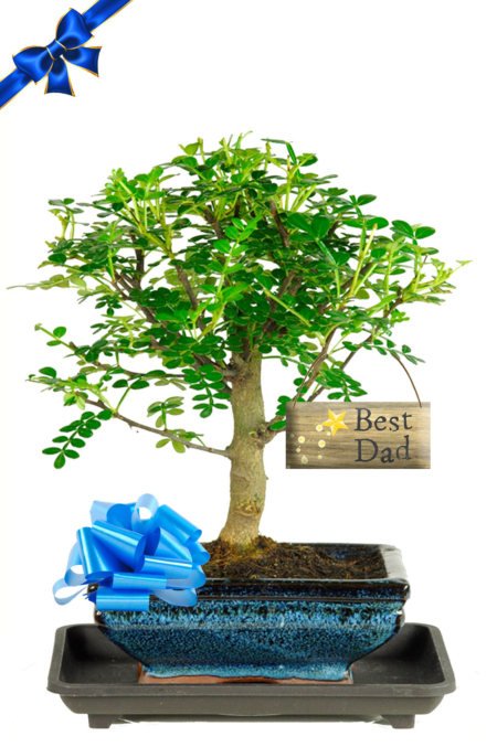 Father's Day Broom-style Aromatic Pepper bonsai for sale UK