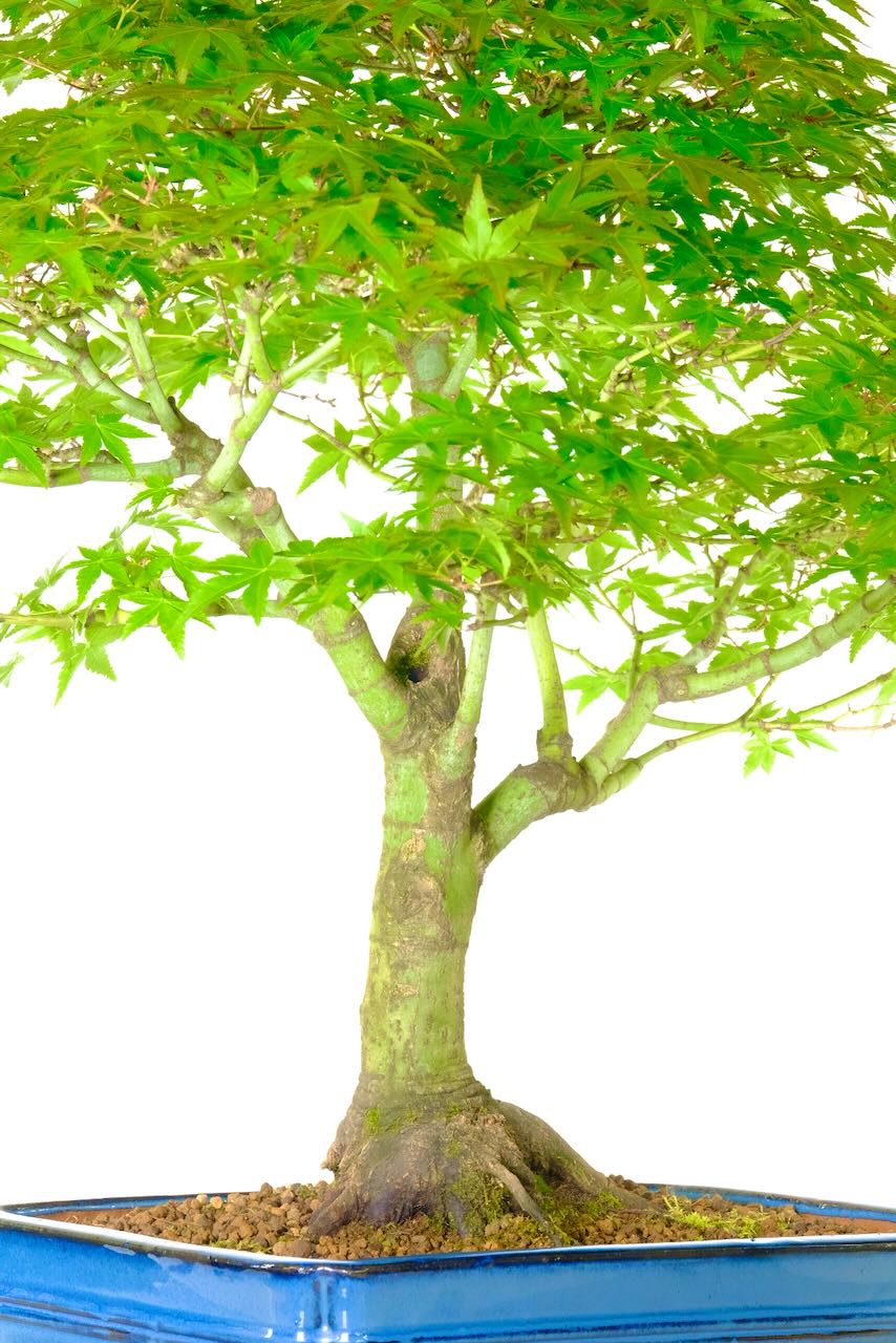 The quality of this bonsai maple is outstanding