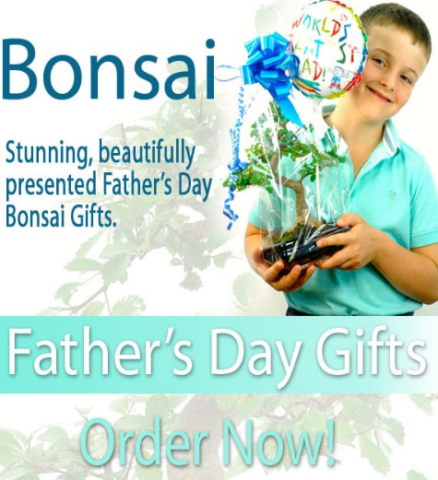 Father's Day bonsai tree gifts