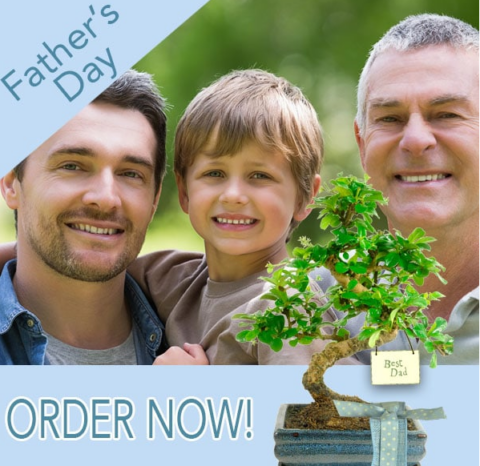 Father's Day bonsai tree gifts UK