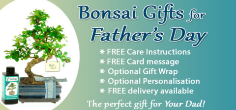 Bonsai tree gifts for Father's Day