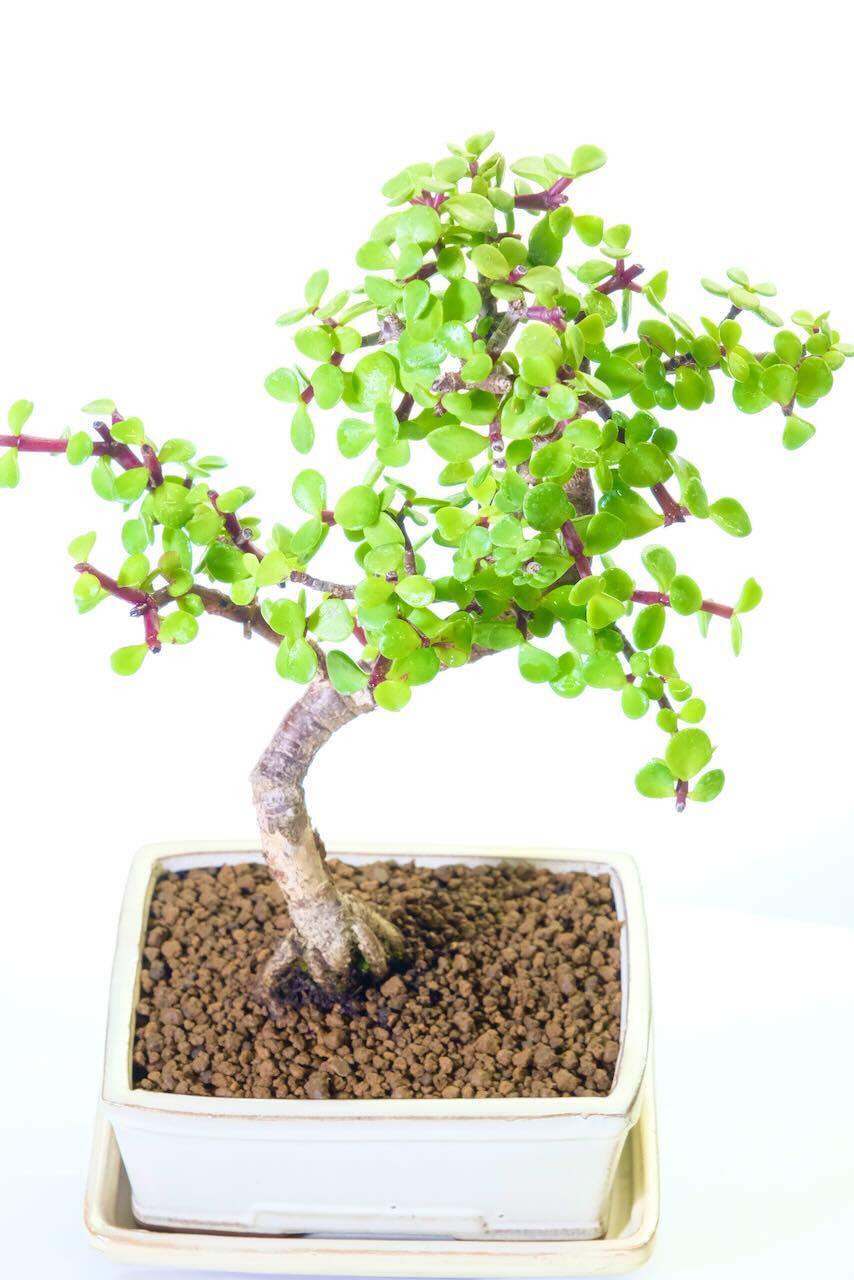 the mass of shiny gem like leaves of the Portulacaria bonsai - The money tree