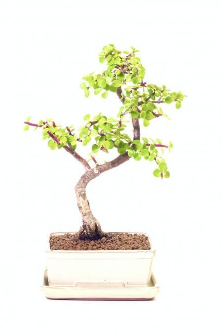Unique & Unusual Jade Bonsai with Phenomenal Nebari
