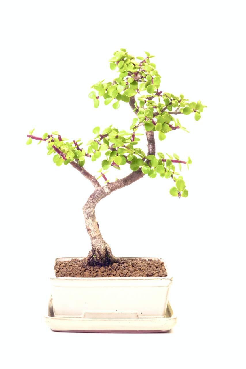 Unique & Unusual Jade Bonsai with Phenomenal Nebari