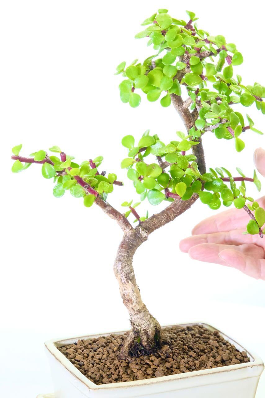 Quality Indoor Unusual Jade Bonsai with Unique Exposed Roots & Gem-Shaped Foliage