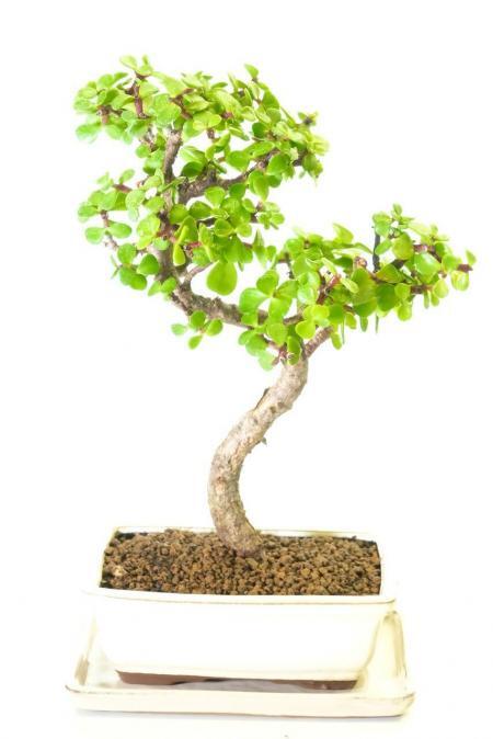 Pretty Portulacaria afra indoor bonsai tree for sale UK - Also known as the "Money Tree" or Jade