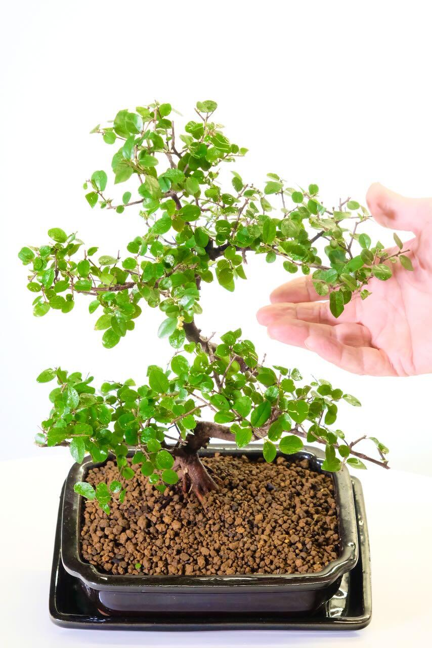 Schedule your delivery for the date of your choice, or receive it on the next working day for free!