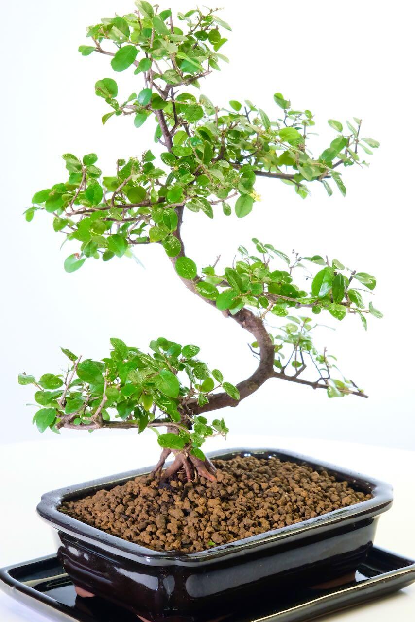 Wonderful twisty trunk with excellent branch placement and fresh foliage