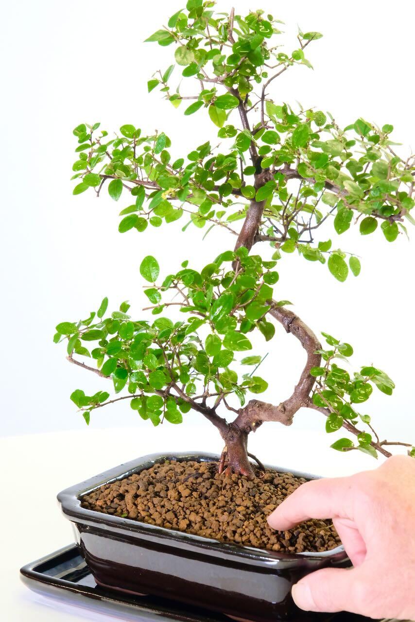 Comes potted in a sleek black ceramic pot with matching drip tray