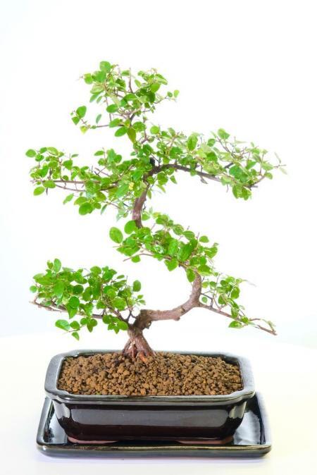 Winding fruiting Chinese Sweet Plum bonsai tree for sale UK