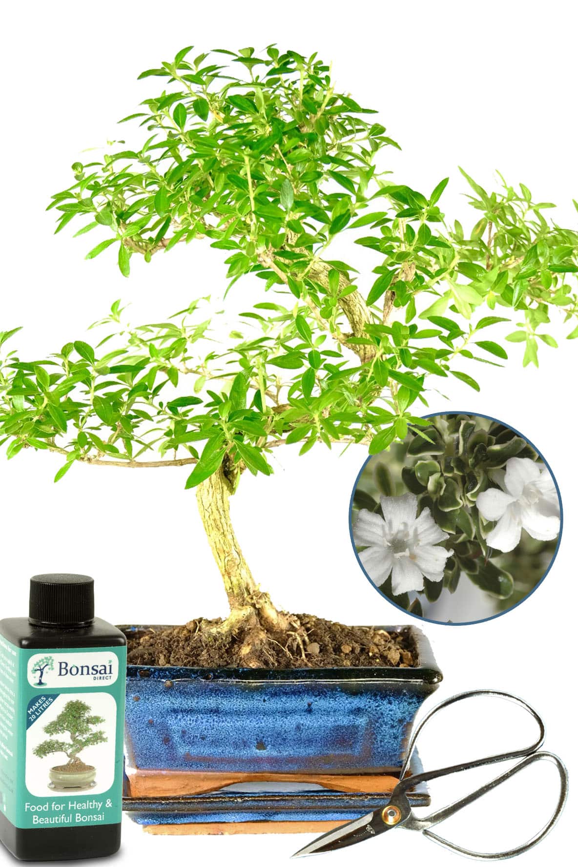 Serissa indoor bonsai tree with dainty proportions, bonsai fertiliser, drip tray & bonsai scissors