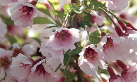 Flowering Cherry Blossom Bonsai - Love You Gift