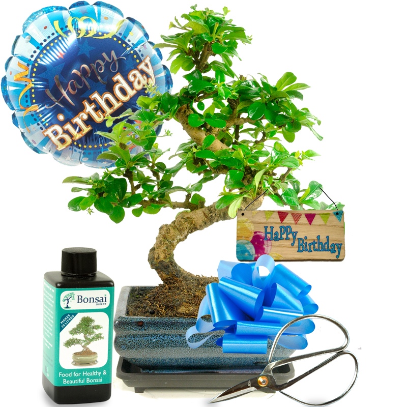 Bonsai tree gifts for sale