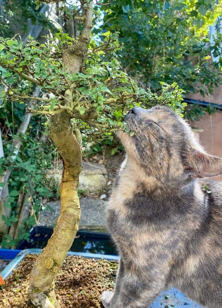 Cat with bonsai