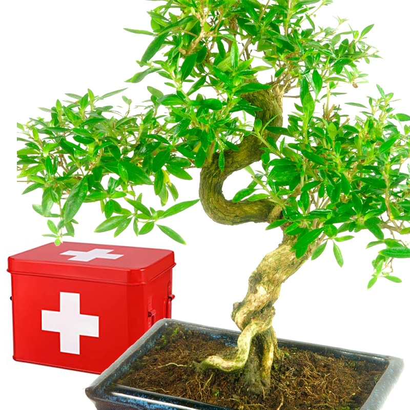 Bonsai First Aid - Bonsai Help Information