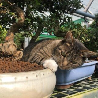 Cat with bonsai