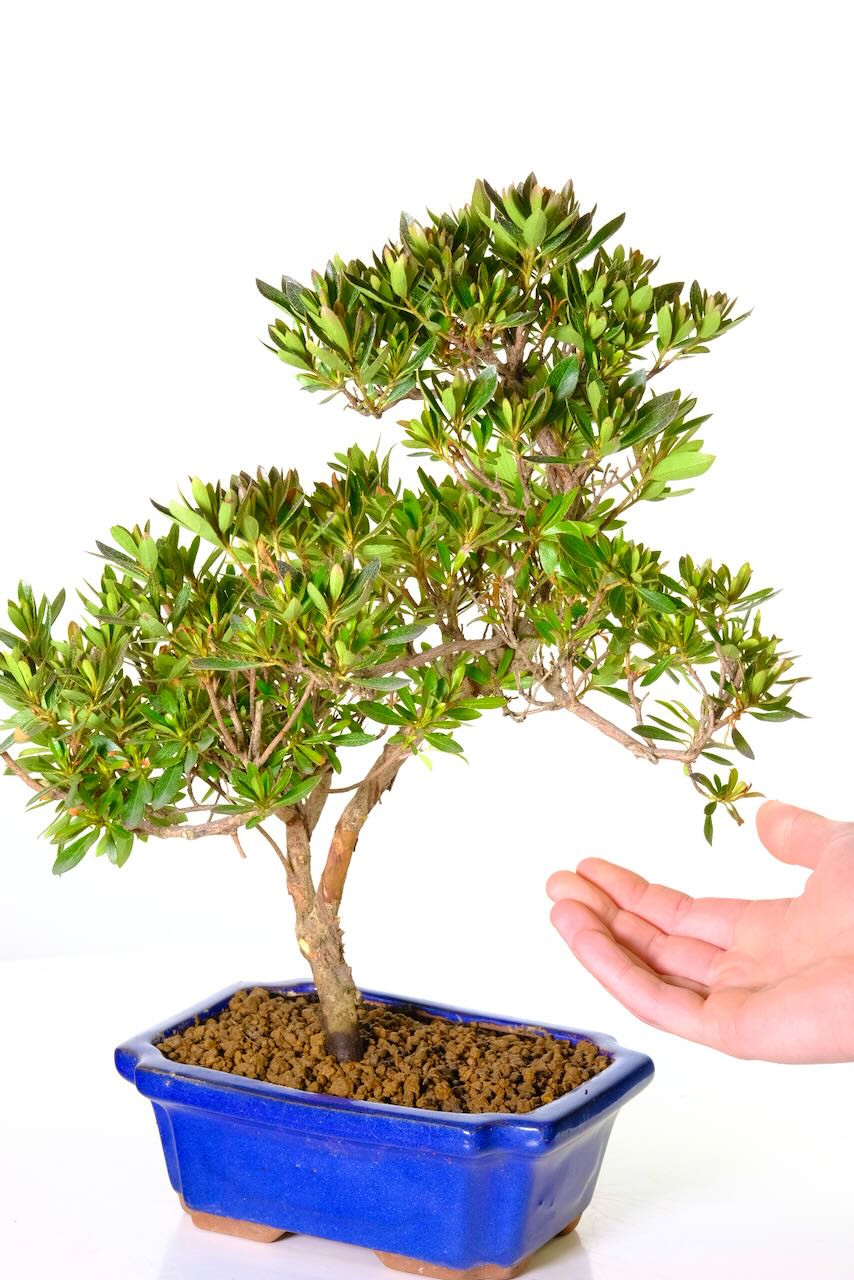 It will provide a gorgeous and distinctive touch to any room or outdoor space.