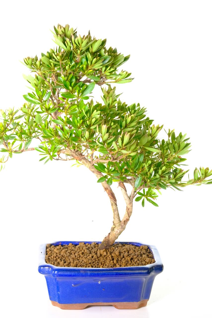 Japanese Azalea Bonsai is a beautiful and hardy bonsai tree.