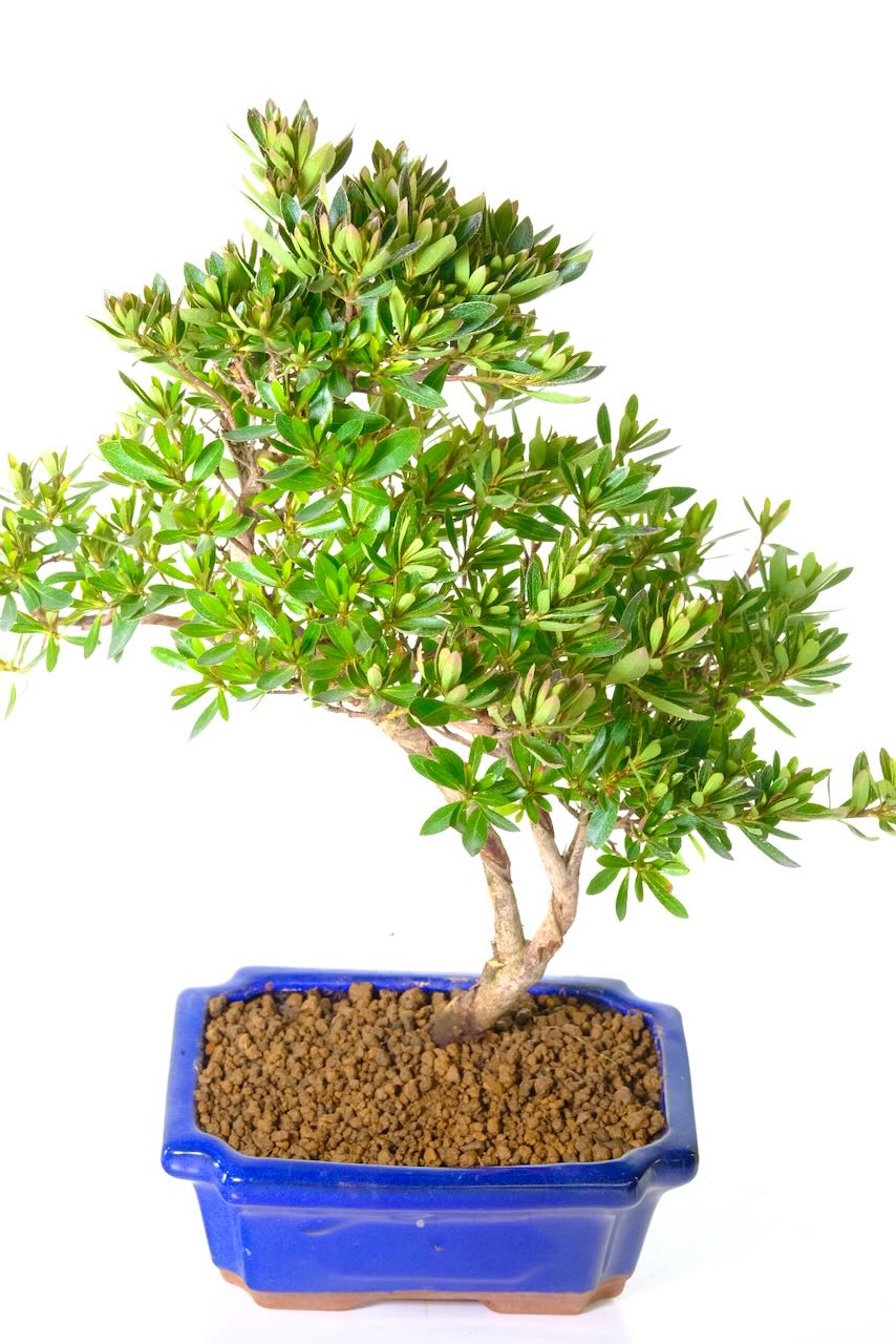 In spring, it bursts abundant funnel-shaped pink blooms.